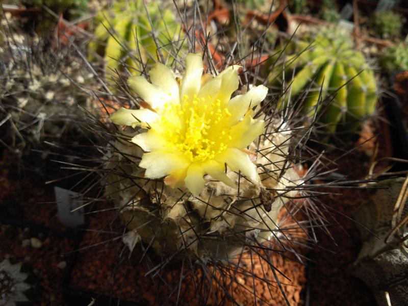 Copiapoa humilis